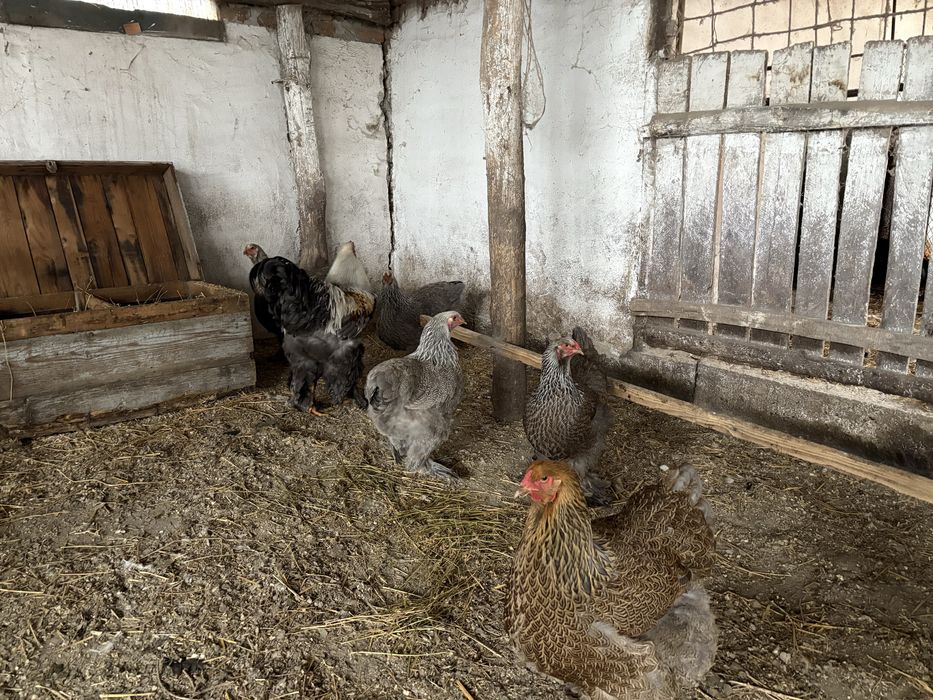 Familie brahma silver si herminat inchis