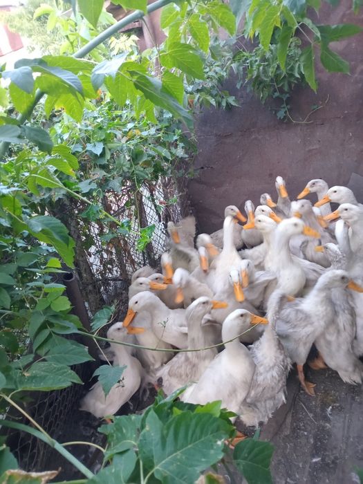 Продаю  пекинских уток