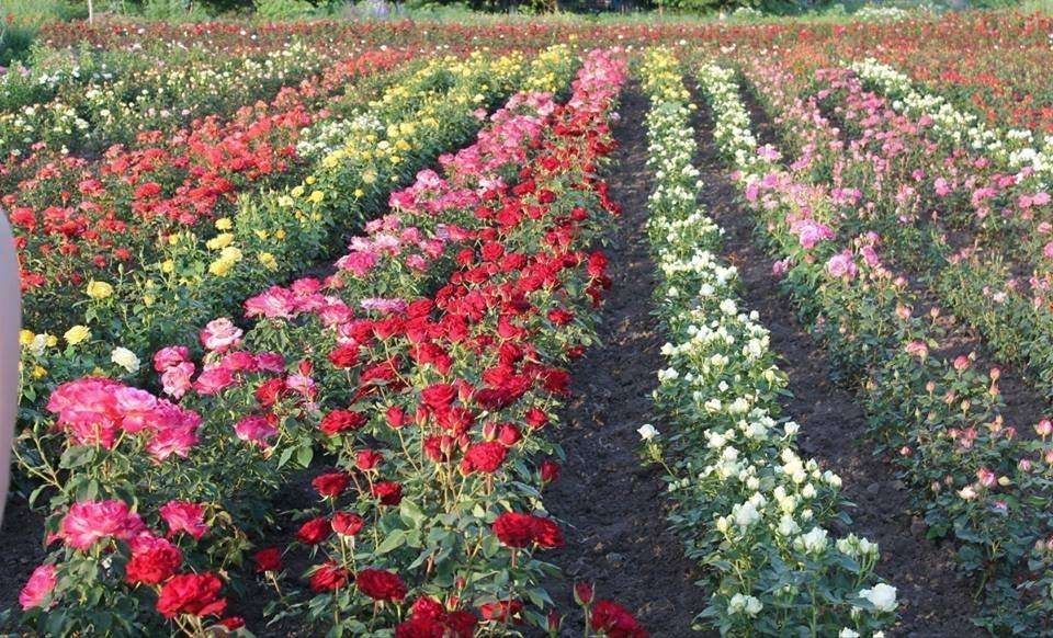 Питомники роз фото Питомники роз фото