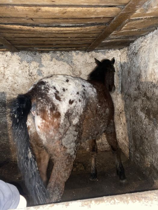 Тай Кунанга шыгады