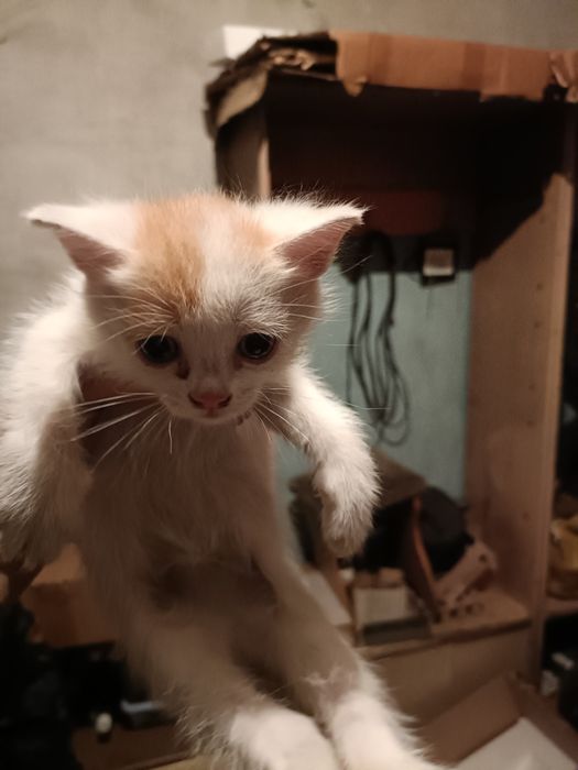 Котятки в добрые ручки