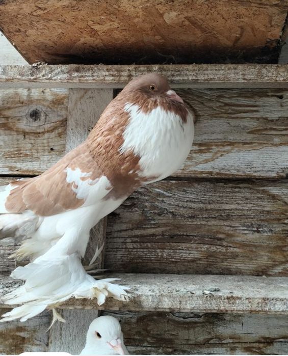 Porumbei gușați de pomerania