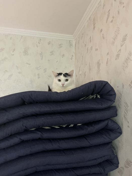 Сүйкімді жас мысық жақсы қолға