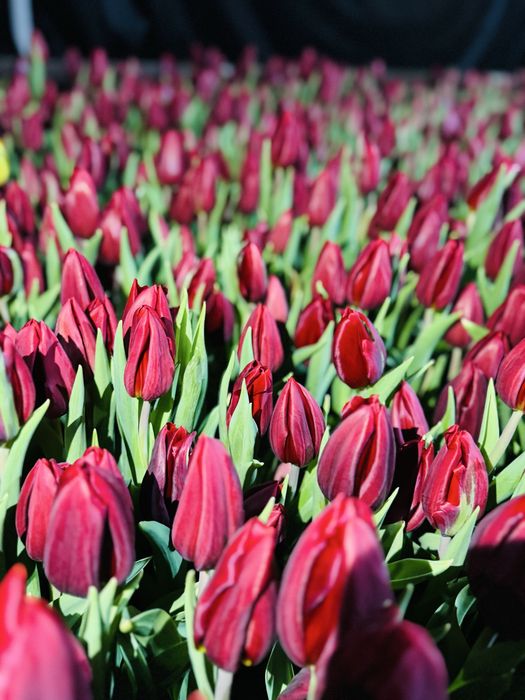 Тюльпаны оптом и в розницу.