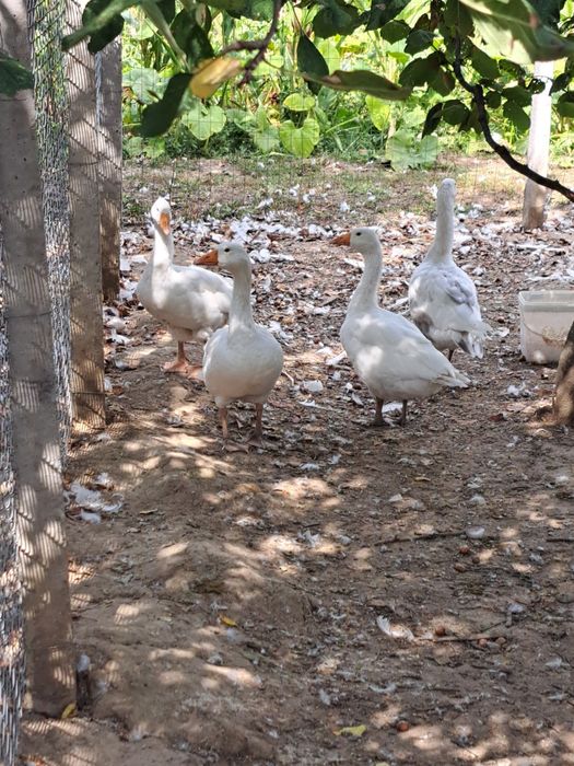 Vând.       Gâște.