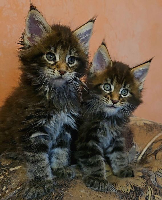ЕЛИТНИ  котенца мейн  куун