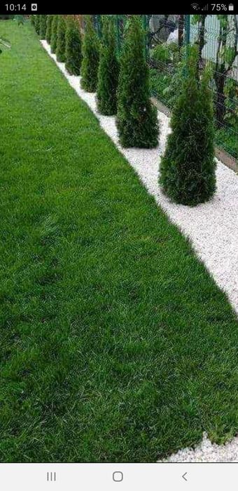 gazon rulou brazi spirale