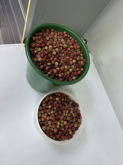 Лесная клубника, свежая, крупная