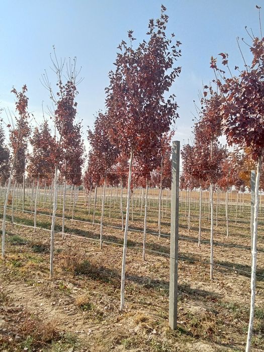 Клен краснолисный крупномер