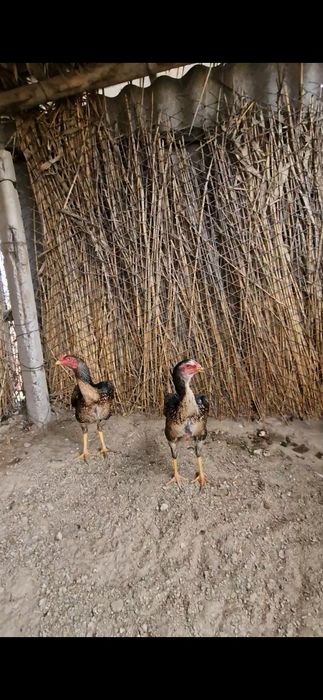 Шамо таза линиядан