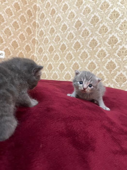 Вислоухие британские котята