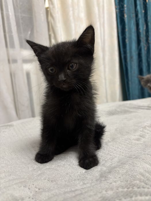 Котята бесплатно