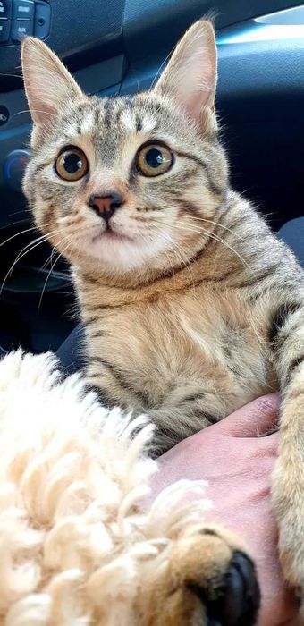 Пристраивается котик