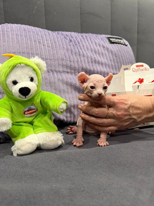 Продам редких котят ЭЛЬФ и БАМБИНО