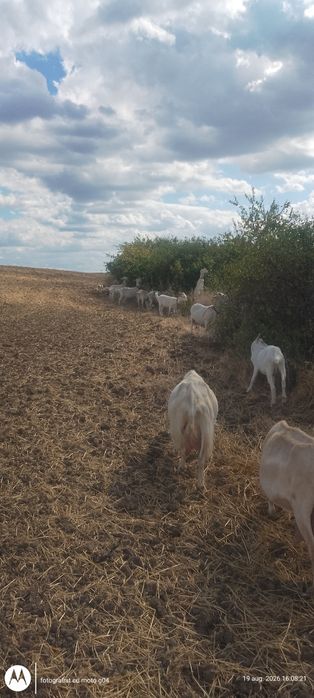 Schimba domiciliul un lot de capre sannen mai exact 7 la număr de la prima fătare până la a patra fătare. Preț negociabil.
