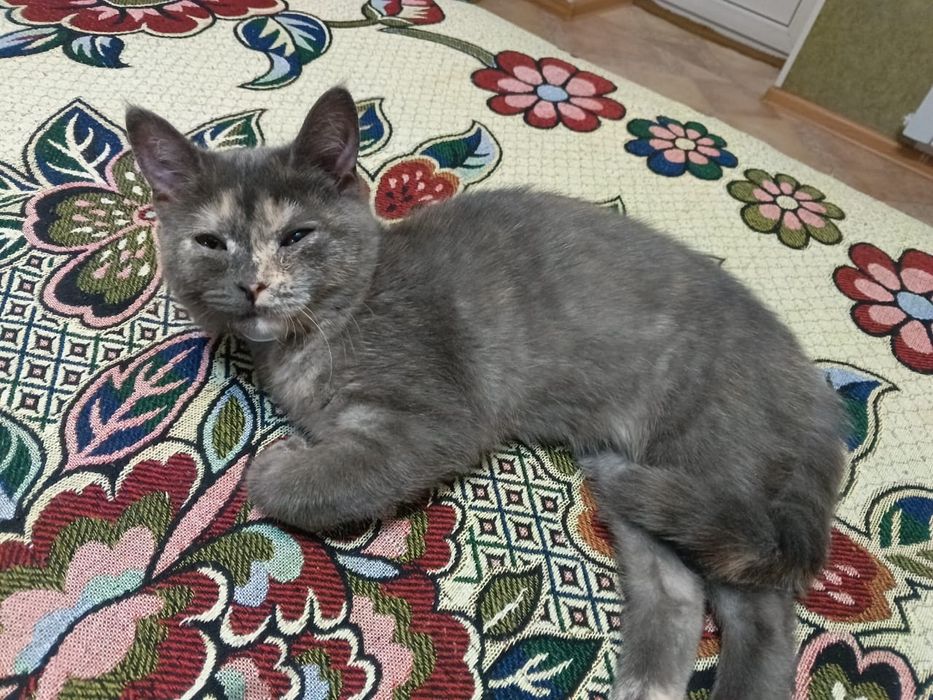 Отдам кошку в хорошие руки