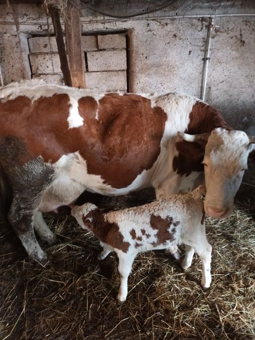 Vacă de  lapte de vinzare