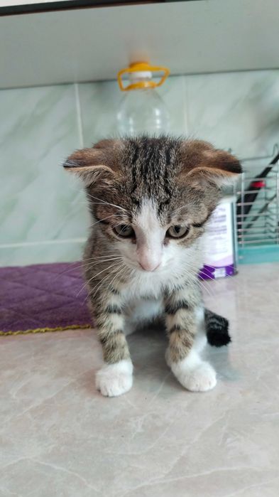 Продам вислоухого котёнка