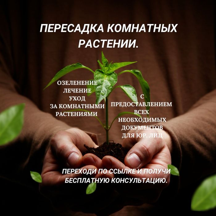 Пересадка комнатных растении