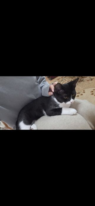Милый котик ищет новый дом