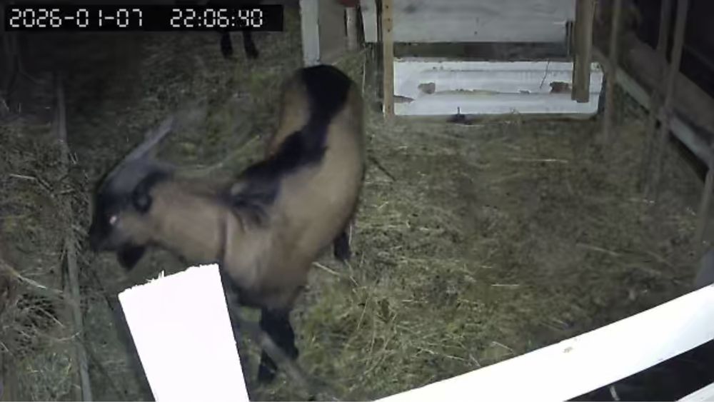 Se vinde tap Alpin Francez in varsta de 10 luni