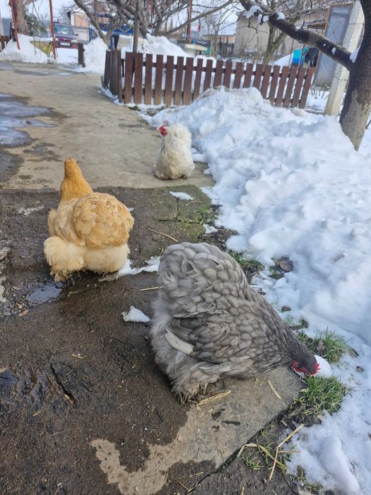 Ouă de incubat cochinchina pitic și uriaș