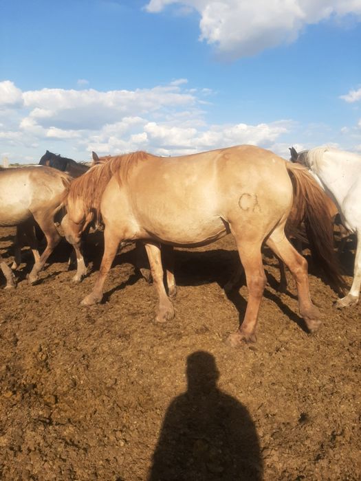 Продажа лошадей Астана