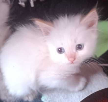 Невские маскарадные котята