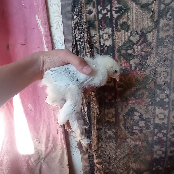 Брама балапан сатам 5 ке