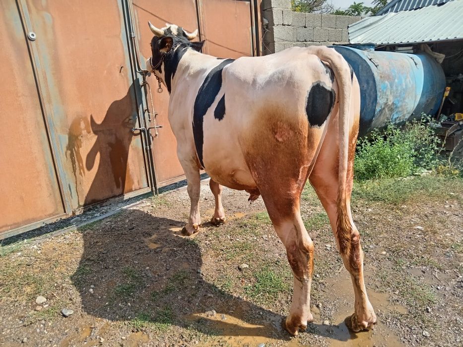 Бұқа бык Голштеин