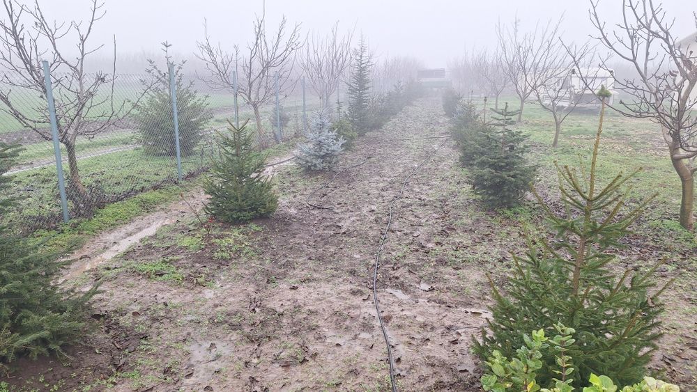 Иглолистни видове