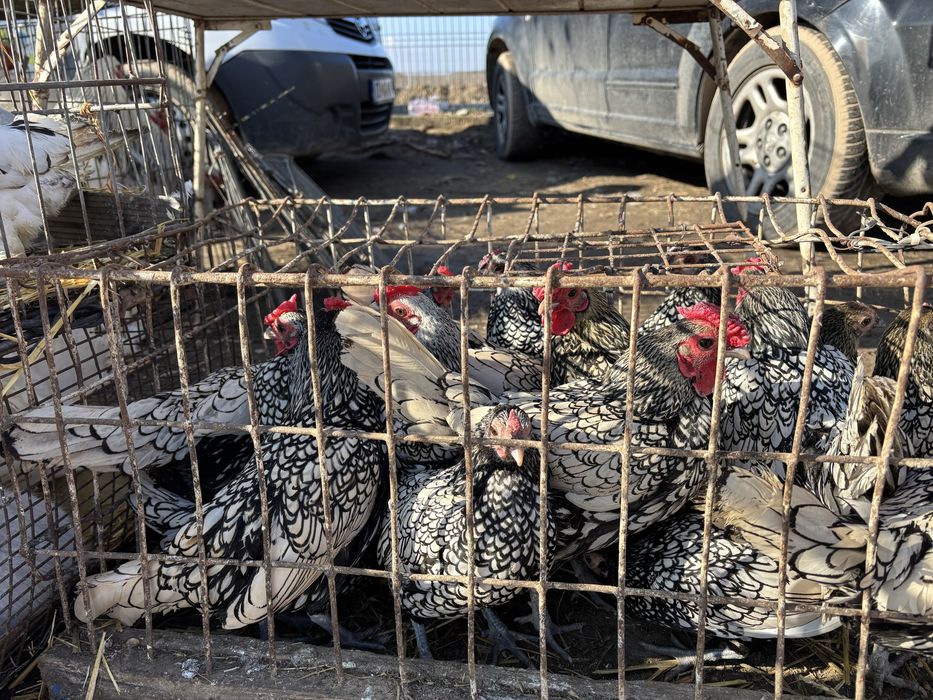 Pitice de rasa mature  craiova