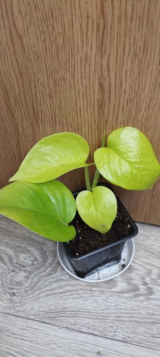 Цветя за продажба!