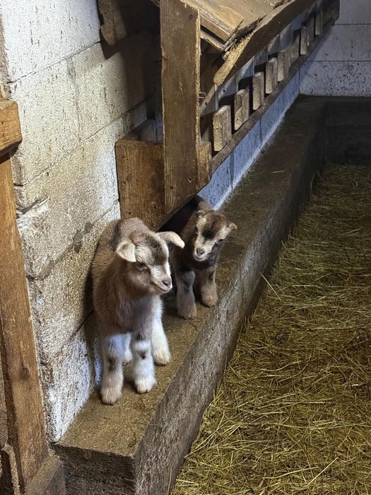 Capre cu iezi din 10.02