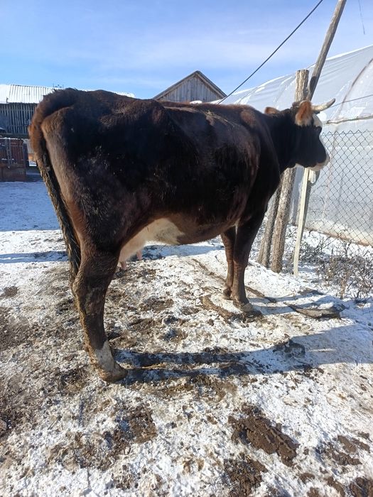 Vând vaca tânără