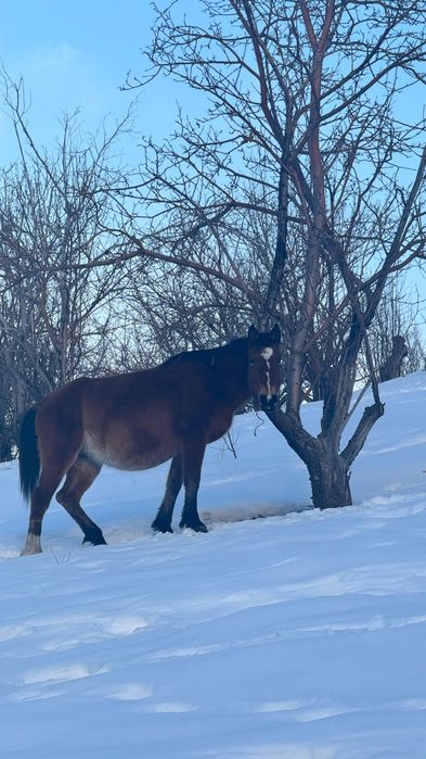 Еркек тайлар сатылады! Продам жеребчиков!