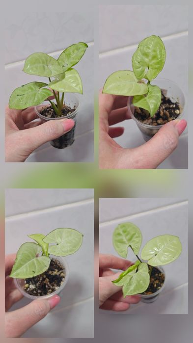 Сингониумы Syngonium