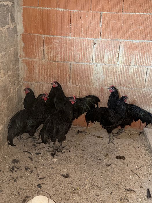 Cocoși australorp