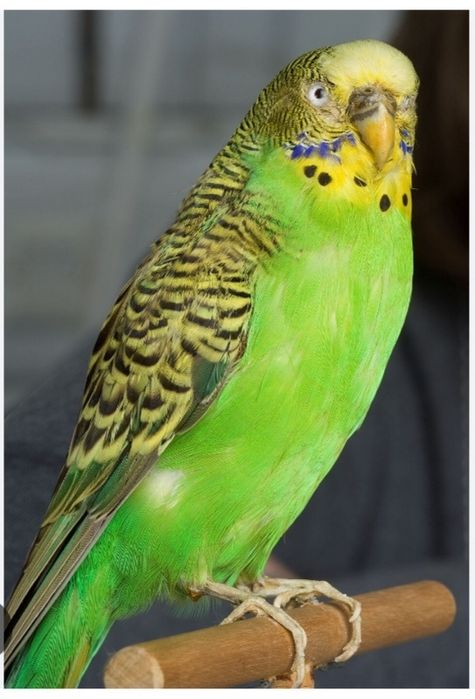 Продам волнистого попугая с клеткой.