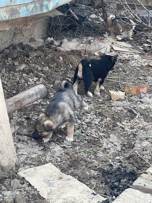 Щенки в добрые руки