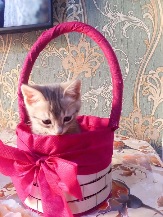 Отдам даром котенка