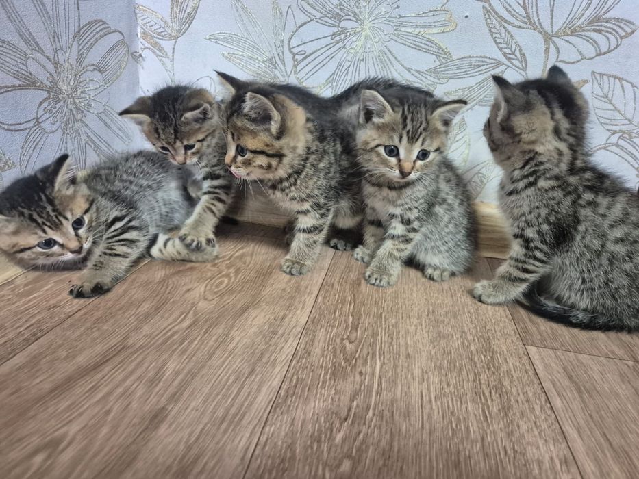 Отдадим котят 2 девочки, 3 мальчика