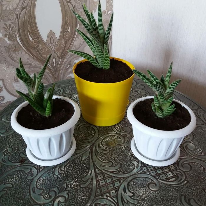 Продам цветы комнатные: звоните