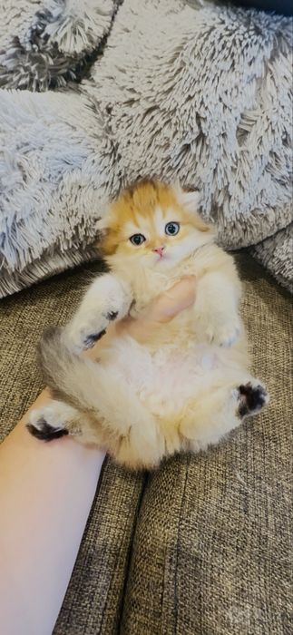 Скоттиш фолд элит