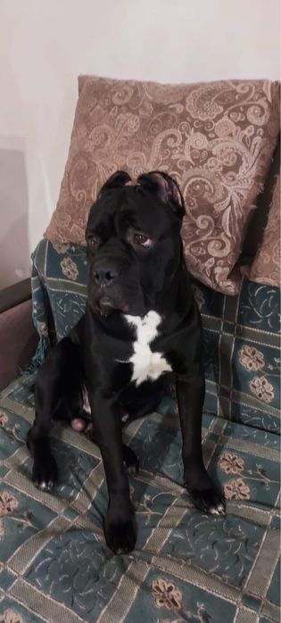 Кане корсо вязка