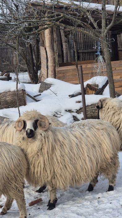 Vând berbec de anu trecut