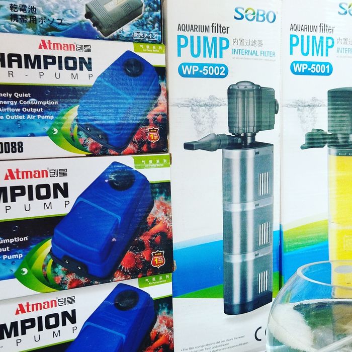 Аквариумная рыбка  в Афалине