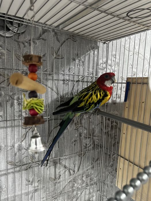 Восточная Розелла