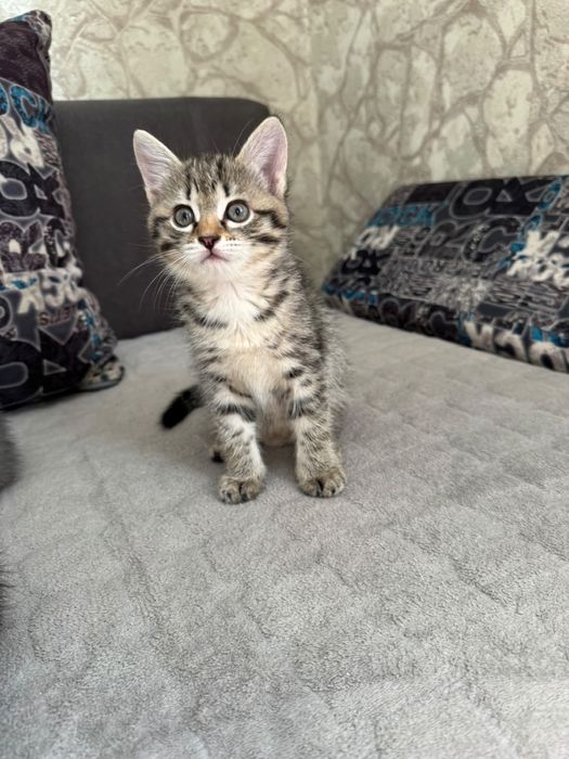 Отдам котят в добрые руки