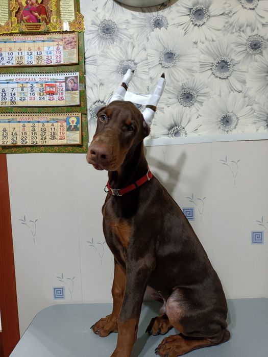 Продажа щенков добермана